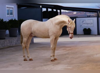 PRE, Ogier, 3 lat, 170 cm, Cremello