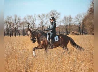 PRE, Ogier, 7 lat, 164 cm, Izabelowata