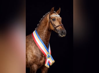 PRE, Ogier, 8 lat, 164 cm, Izabelowata