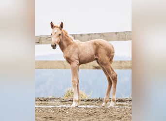 PRE, Ogier, 8 lat, 164 cm, Izabelowata