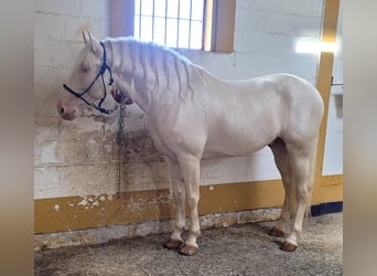 PRE, Ogier, 4 lat, 164 cm, Izabelowata