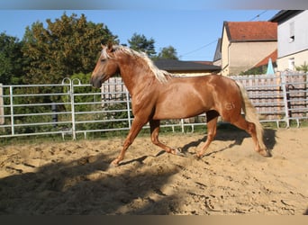 PRE, Ogier, 4 lat, 164 cm, Izabelowata