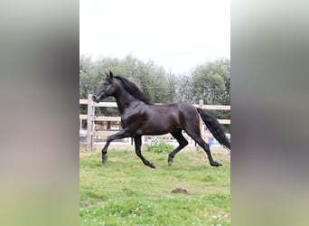 PRE, Ogier, 12 lat, 170 cm, Kara