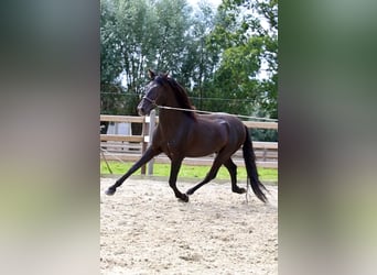 PRE, Ogier, 12 lat, 170 cm, Kara