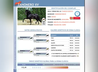 PRE, Ogier, 20 lat, 165 cm, Kara