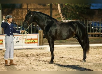 PRE, Ogier, 6 lat, 172 cm, Kara