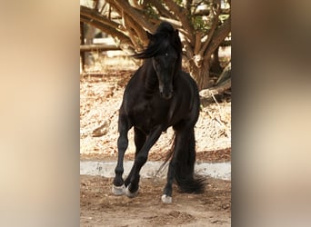 PRE, Ogier, 10 lat, 175 cm, Kara