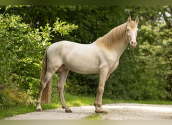 PRE, Ogier, 9 lat, 158 cm, Perlino