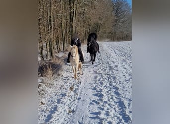 PRE, Ogier, 14 lat, 152 cm, Perlino