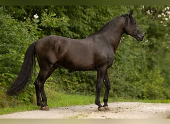 PRE, Ogier, 17 lat, 165 cm, Perłowa