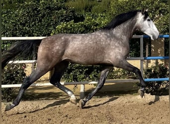 PRE, Ogier, 6 lat, 175 cm, Siwa