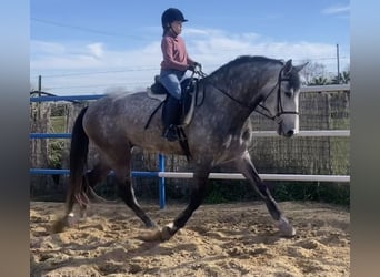 PRE, Ogier, 6 lat, 175 cm, Siwa