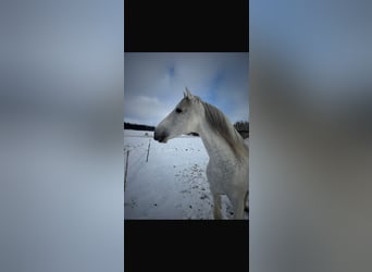 PRE, Ogier, 18 lat, 163 cm, Siwa w hreczce