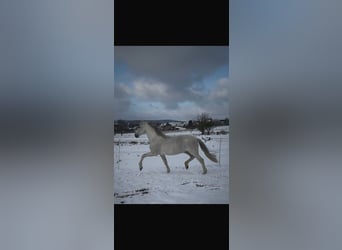 PRE, Ogier, 18 lat, 163 cm, Siwa w hreczce