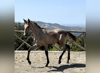 PRE, Ogier, Źrebak (04/2026), 135 cm, Siwa