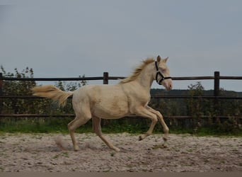 PRE, Ogier, Źrebak (01/2026), 160 cm, Perlino