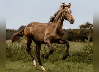 PRE, Ogier, Źrebak (04/2023), 163 cm, Może być siwy