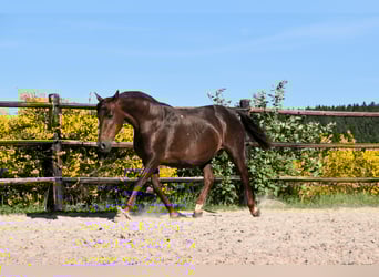 PRE, Ogier, Źrebak (05/2025), Jelenia