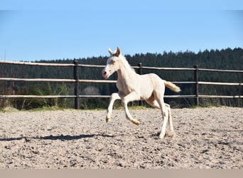 PRE, Ogier, 