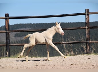 PRE, Ogier, 