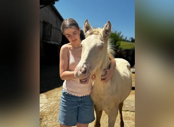 PRE, Ogier, Źrebak (01/2026)