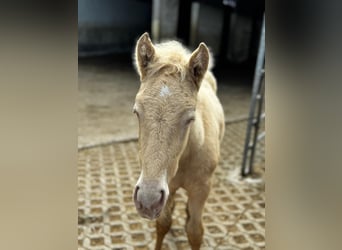 PRE, Ogier, Źrebak (01/2026)