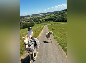PRE, Ogier, Źrebak (01/2026)