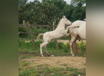 PRE, Ogier, Źrebak (04/2025), Perlino