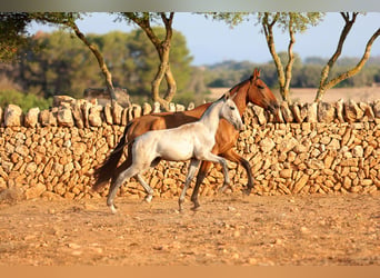 PRE, Ogier, Źrebak (01/2026), Siwa