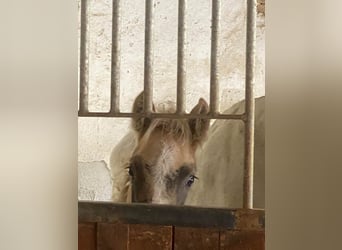 PRE, Ogier, Źrebak (08/2026), Siwa