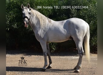 PRE Mix, Ruin, 10 Jaar, 158 cm, Schimmel