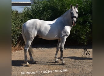 PRE Mix, Ruin, 10 Jaar, 158 cm, Schimmel