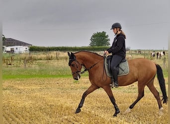 PRE Mix, Ruin, 10 Jaar, 160 cm, Bruin