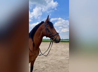 PRE Mix, Ruin, 10 Jaar, 160 cm, Bruin