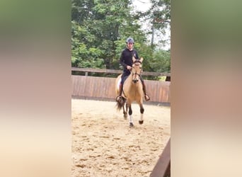 PRE, Ruin, 10 Jaar, 160 cm, Falbe