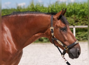 PRE Mix, Ruin, 10 Jaar, 162 cm, Bruin