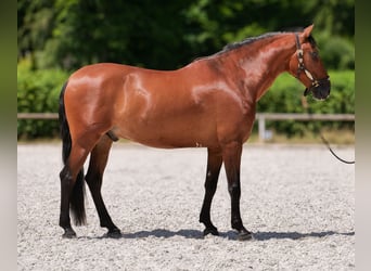PRE Mix, Ruin, 10 Jaar, 162 cm, Bruin