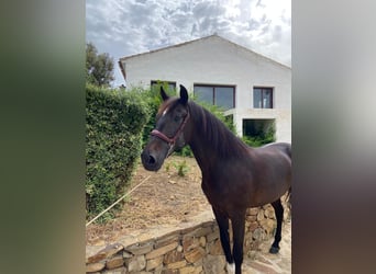 PRE Mix, Ruin, 10 Jaar, 162 cm, Donkerbruin