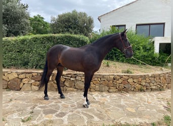 PRE Mix, Ruin, 10 Jaar, 162 cm, Donkerbruin
