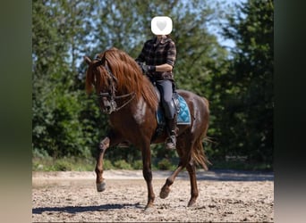 PRE, Ruin, 10 Jaar, 163 cm, Donkere-vos