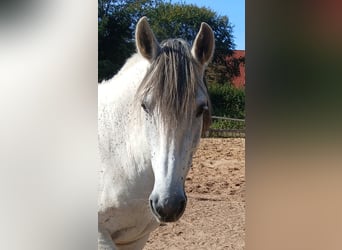 PRE, Ruin, 10 Jaar, 165 cm, Schimmel