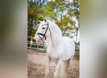 PRE Mix, Ruin, 10 Jaar, 165 cm, Schimmel