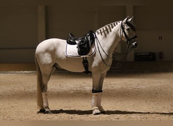 PRE Mix, Ruin, 10 Jaar, 166 cm, Schimmel