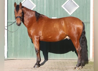 PRE Mix, Ruin, 10 Jaar, 167 cm, Bruin