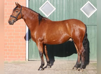 PRE Mix, Ruin, 10 Jaar, 167 cm, Bruin