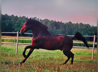 PRE, Ruin, 10 Jaar, 169 cm, Bruin