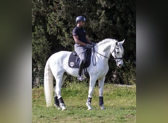 PRE, Ruin, 10 Jaar, 170 cm, Schimmel