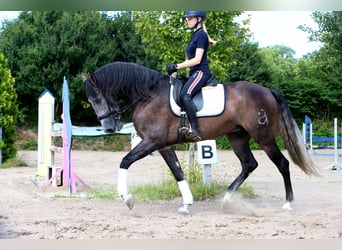 PRE Mix, Ruin, 10 Jaar, 170 cm, Zwartschimmel