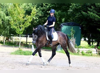 PRE Mix, Ruin, 10 Jaar, 170 cm, Zwartschimmel