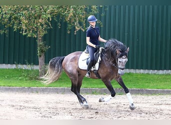 PRE Mix, Ruin, 10 Jaar, 170 cm, Zwartschimmel